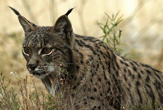 Le lynx et les missions de l'ONCFS